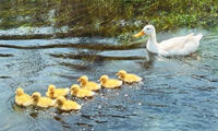 ducklings.jpg