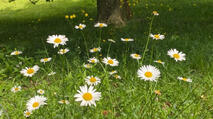 enchanting_petals.jpg